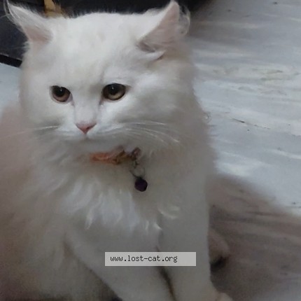 Photo 1/1 snow Cat lost in Shahdara Delhi