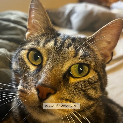 Photo of a cat found in Draguignan