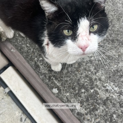 Photo of a cat found in Livry Gargan