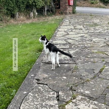 Foto 1/1 Kat gevonden Gevonden in Nandrin