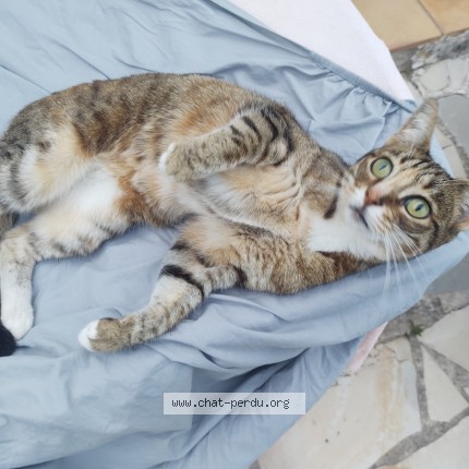 Photo of a cat found in Cagnes Sur Mer