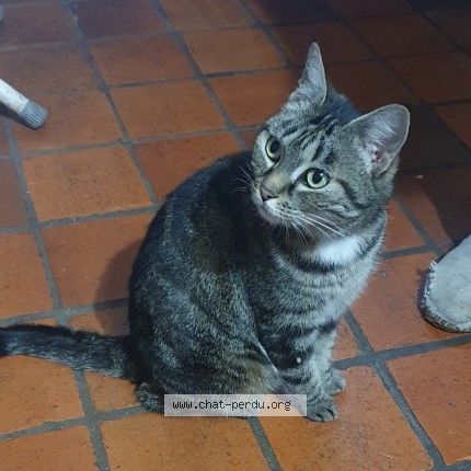 Photo of a cat found in Druye