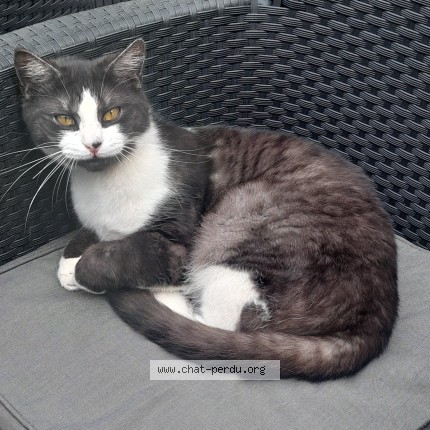 Foto 1/1 mazzu Kat vermist in Machelen