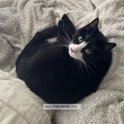 Foto 1/1 Woody Kat vermist in Mont Saint Guibert