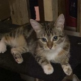 Mia