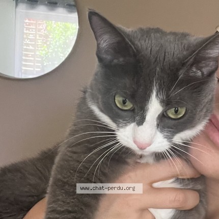 Photo of a cat found in Montelimar