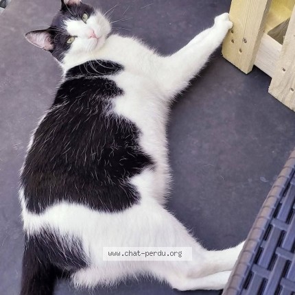 Foto 1/1 moumousss Kat vermist in Comblain La Tour
