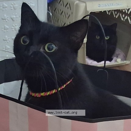 Photo 1/1 voo doo Cat lost in Saint Paul