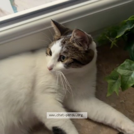 Photo of a cat found in Lille
