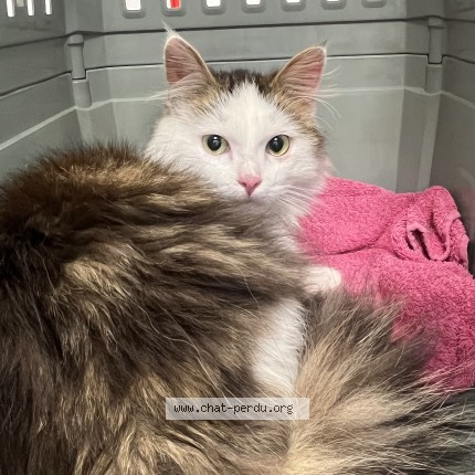 Photo of a cat found in Saint Genest