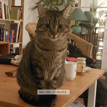 Foto 1/1 Tofu Kat vermist in Liege