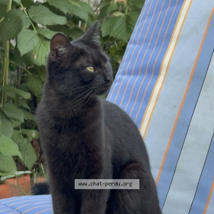Foto 1/1 kimchi Kat vermist in Woluwe Saint Pierre
