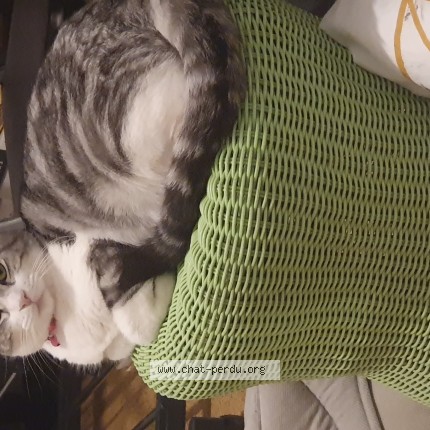 Photo of a cat found in La Crau