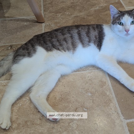 Photo of a cat found in Beaumontois En Perigord