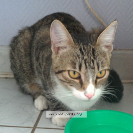 Photo of a cat found in Compiegne