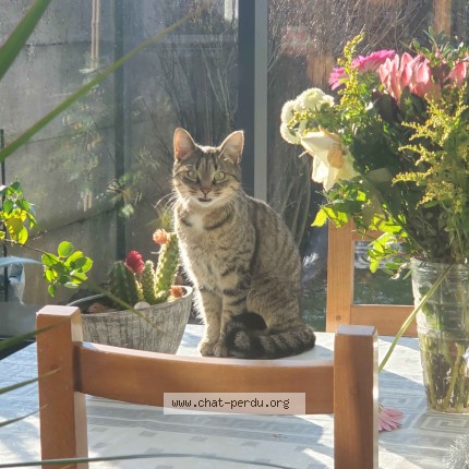 Photo of a cat found in Roisel