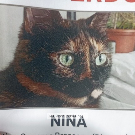 Photo of a cat found in Blagnac