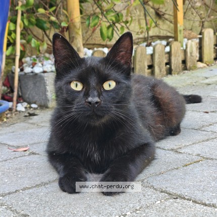 Photo of a cat found in Creteil