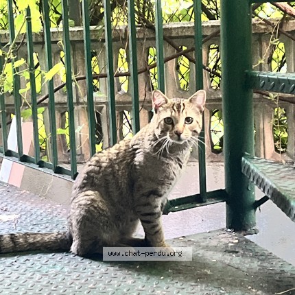 Photo 1/1 Found cat Found in Montreal