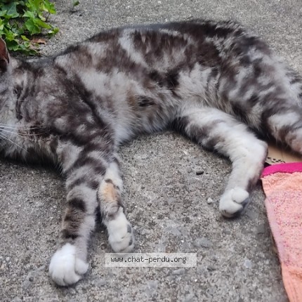 Photo of a cat found in Lille