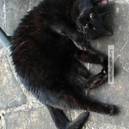 Photo of a cat found in Gournay Sur Marne