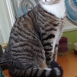 Fergus