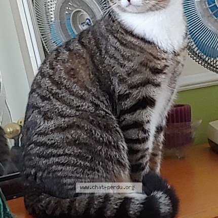 Photo 1/1 Fergus Cat lost in Lasalle