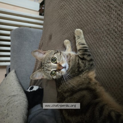 Photo of a cat reunited in La Neuville En Tourne A Fuy