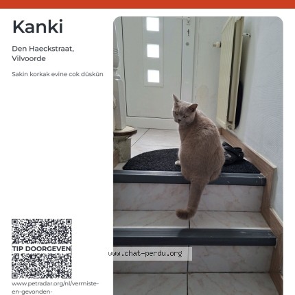 Foto van vermiste kat in Vilvoorde