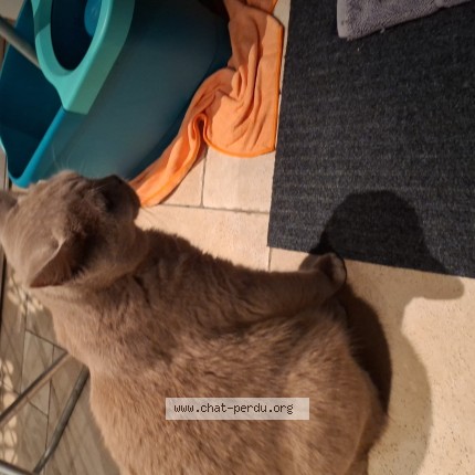 Foto 2/2 kanki Kat vermist in Vilvoorde