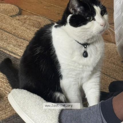 Photo of a cat found in London