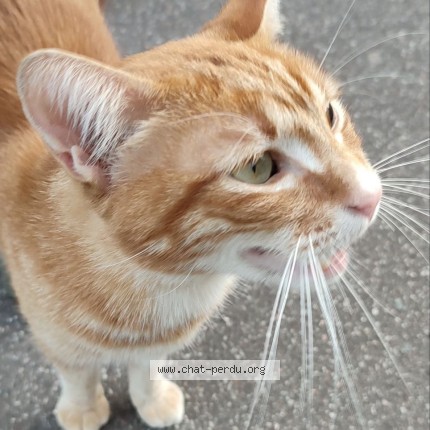 Photo of a cat found in Versailles