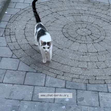 Foto 1/1 Kat gevonden Gevonden in Bruxelles