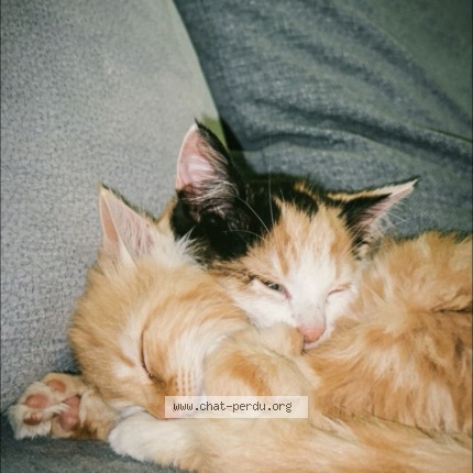 Photo of a cat found in Meslay Du Maine