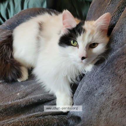 Photo of a cat found in Amberieu En Bugey