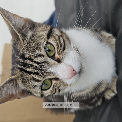 Photo 1/1 Found cat Found in London