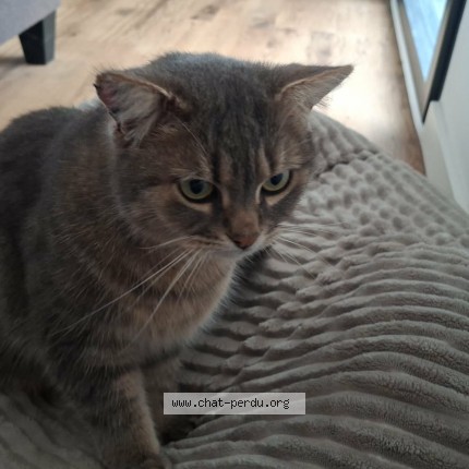 Photo of a cat found in Nieul Sur Mer