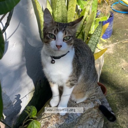 Foto de gato perdido em Porto Alegre