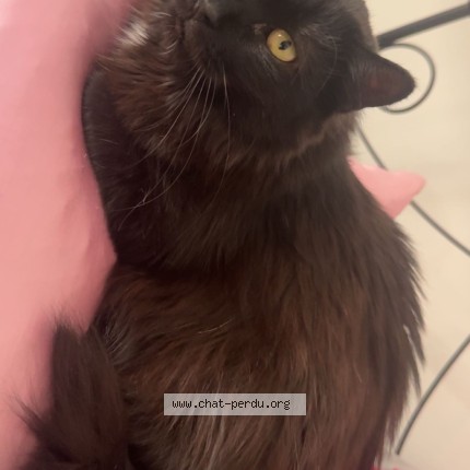 Photo of a cat found in Dessenheim