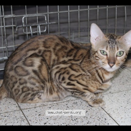 Foto 1/1 santa Kat vermist in Somzee