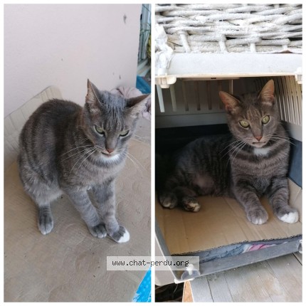 Photo of a cat found in Frejus