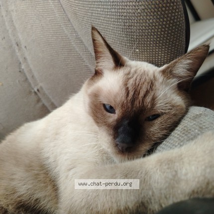 Photo of a cat found in Nimes