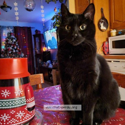 Photo 1/1 mon vieux Cat lost in Sherbrooke