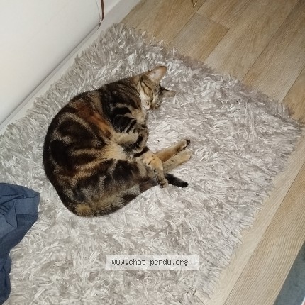 Photo of a cat reunited in Orgeres