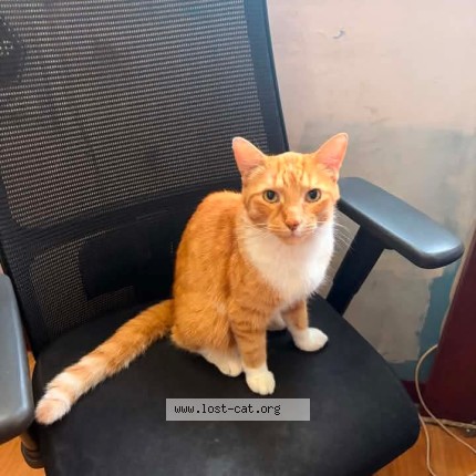Photo 1/1 pretzel Cat lost in London
