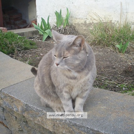 Photo of a cat found in Longueuil