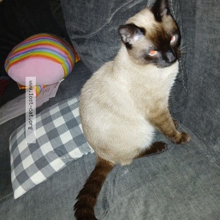 Photo 1/1 Jingles Cat lost in Norristown