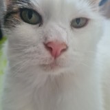 Minouche