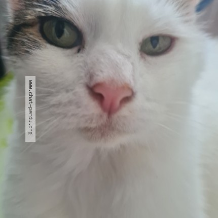 Foto 1/1 Minouche Kat vermist in Neder Over Heembeek