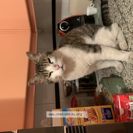 Photo of a cat found in Saint Georges De Didonne